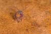 Dicyrtomina ornata